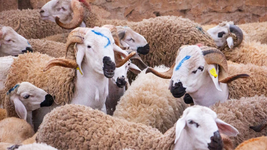 ارتفاع أسعار أضاحي العيد يعيد ملف القطيع الوطني إلى واجهة النقاش
